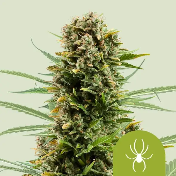 White Widow Automatic White Widow Automatic