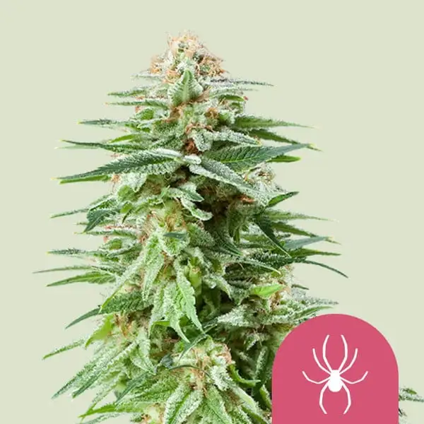 White Widow White Widow