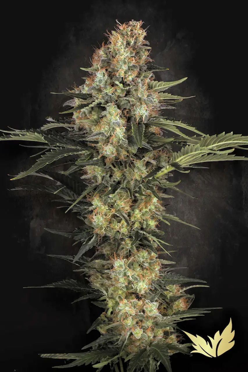 Original White Widow Paradise Seeds Original White Widow Paradise Seeds