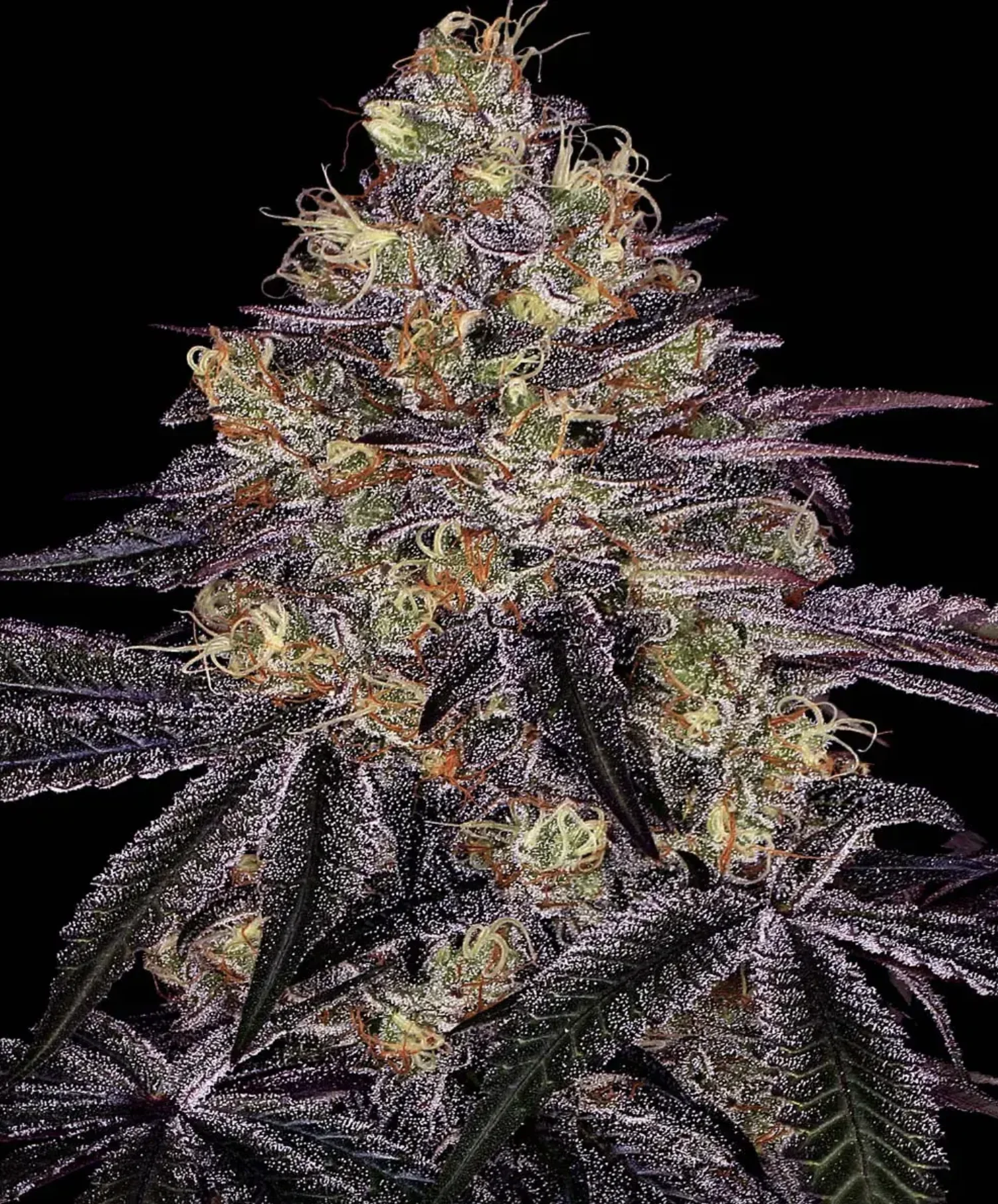 Watermelon Zkittlez BF Watermelon Zkittlez BF