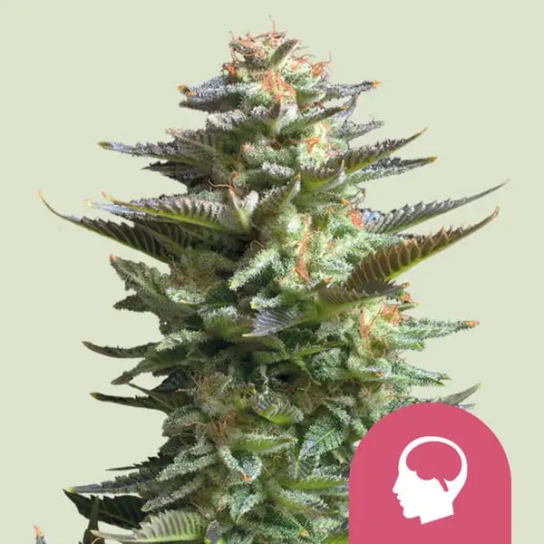 Amnesia Haze | Royal Queen Seeds Amnesia Haze
