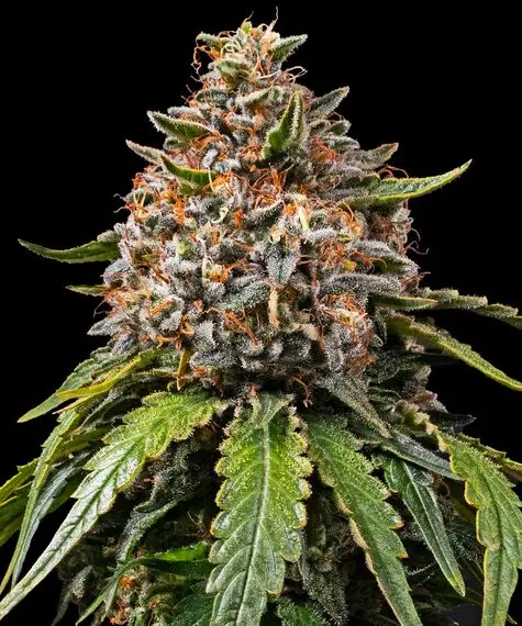 White Widow XXL Barneys Farm White Widow XXL Barneys Farm