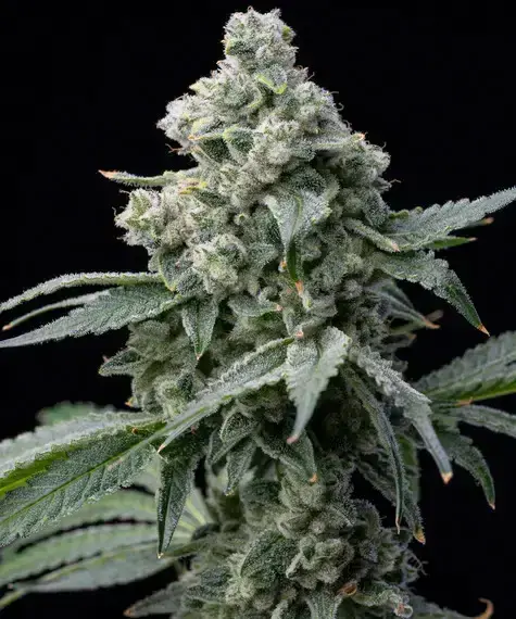 Bruce Banner Barneys Farm Bruce Banner Barneys Farm
